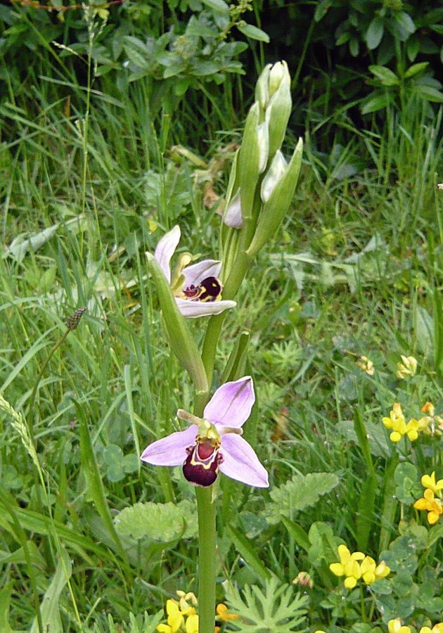 Bee orchid